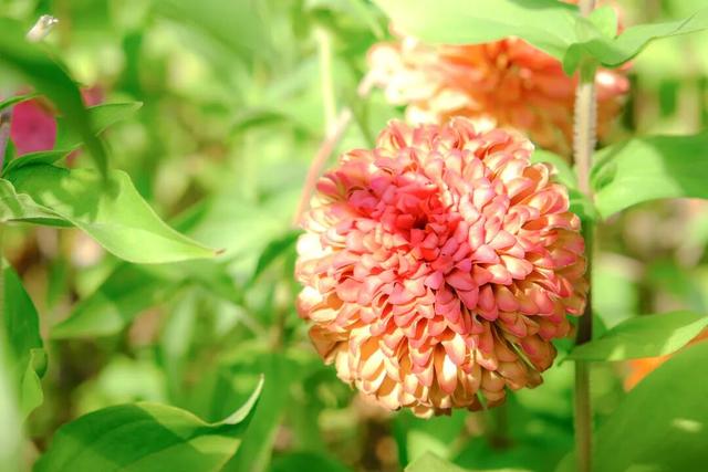 邂逅秋日烂漫：丰泽这片花海美丽绽放，就藏在……