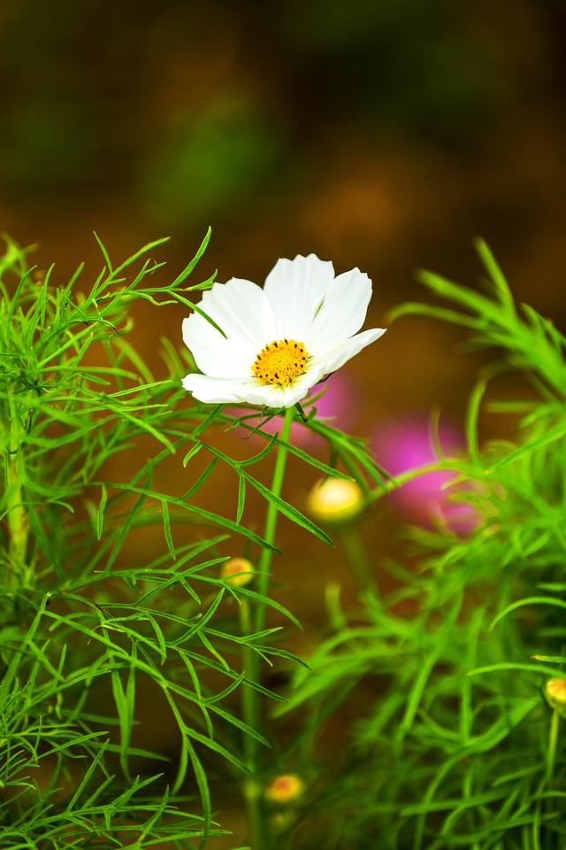 秋日花海宣言｜这里有一整片滚烫的浪漫！