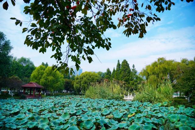 接下来临沂的秋天 | 这10处绝美打卡地别错过！先收藏慢慢逛~