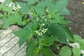 村里流传的“肿瘤消”！叶似辣椒果似葡萄，真的有效吗？图片