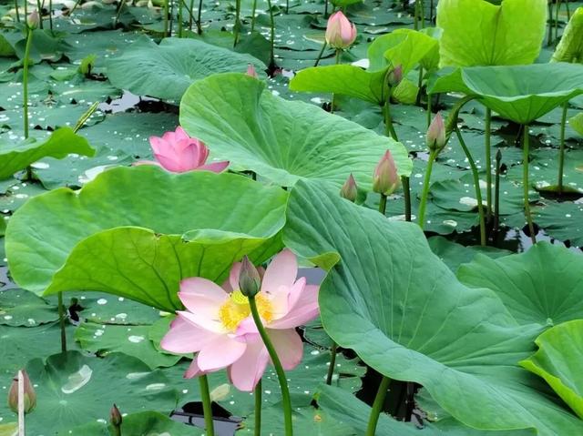 吉祥敦化 身心归处｜雁鸣岛农鱼乐园：山水秘境，乐享田园