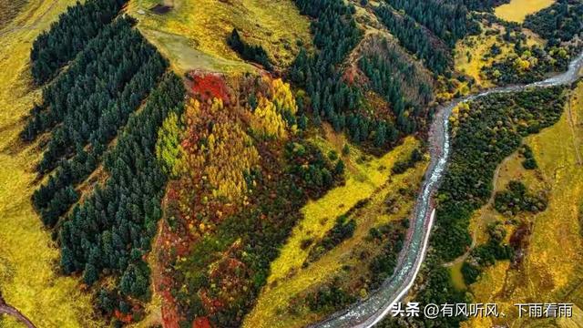 金胡杨卧戈壁，风摇碎满树秋阳