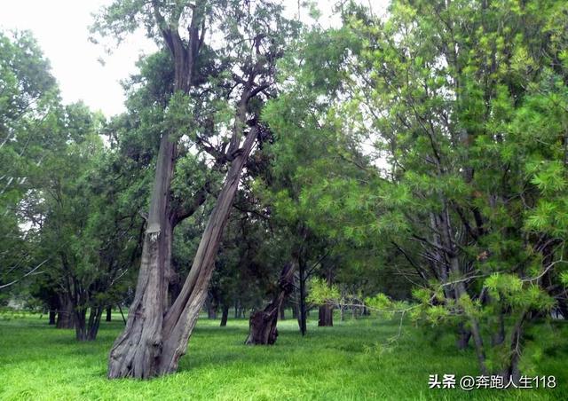 古木参天、绿草如茵，天坛景色秀