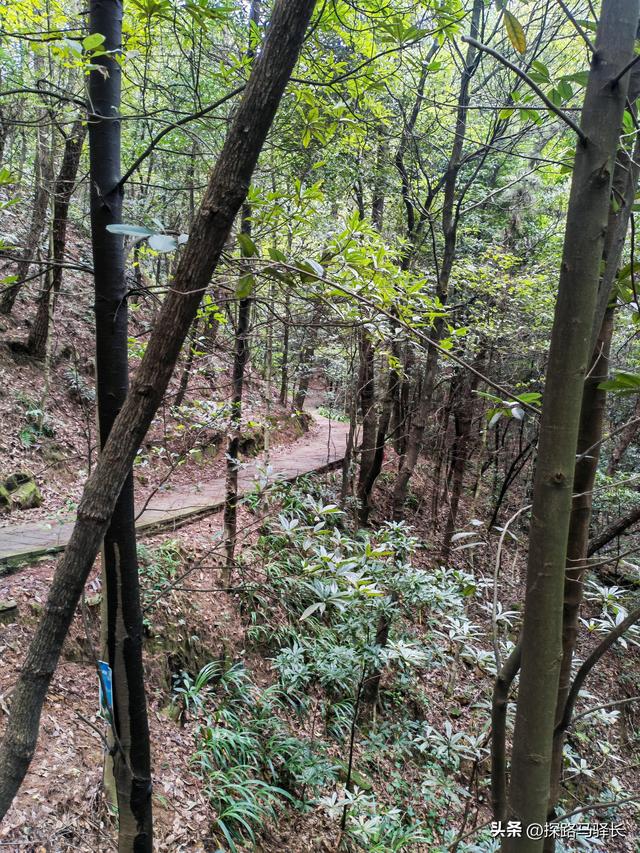 重庆主城藏了条“摆烂”步道：公交直达，轻松原始，就是有点费嘴