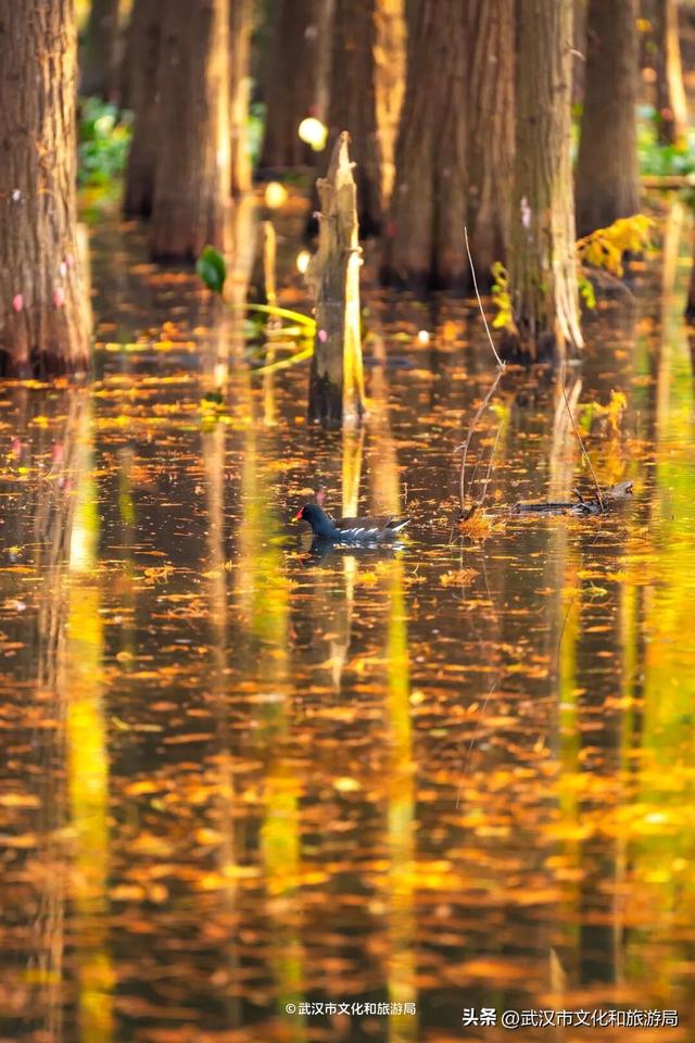 武汉这片杉树林，喀纳斯啊你！