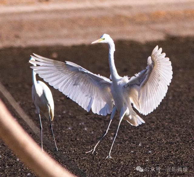 金秋时节:敦煌党河风情线上白鹭翩跹