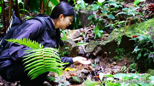 揭开龙陵古城山神秘面纱：层峦间藏着的世界级自然奇观
