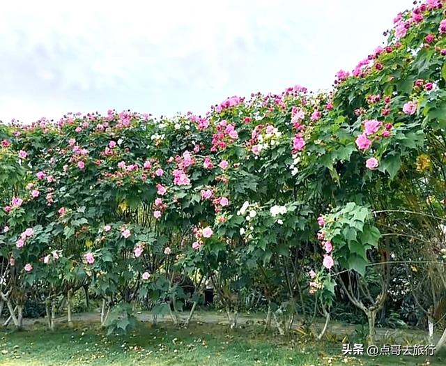 成都主城区最大人工湖，秋天超级惊艳，不要门票，地铁公交直达！