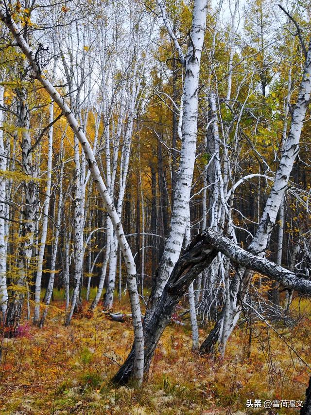 在深秋的根河邂逅驯鹿