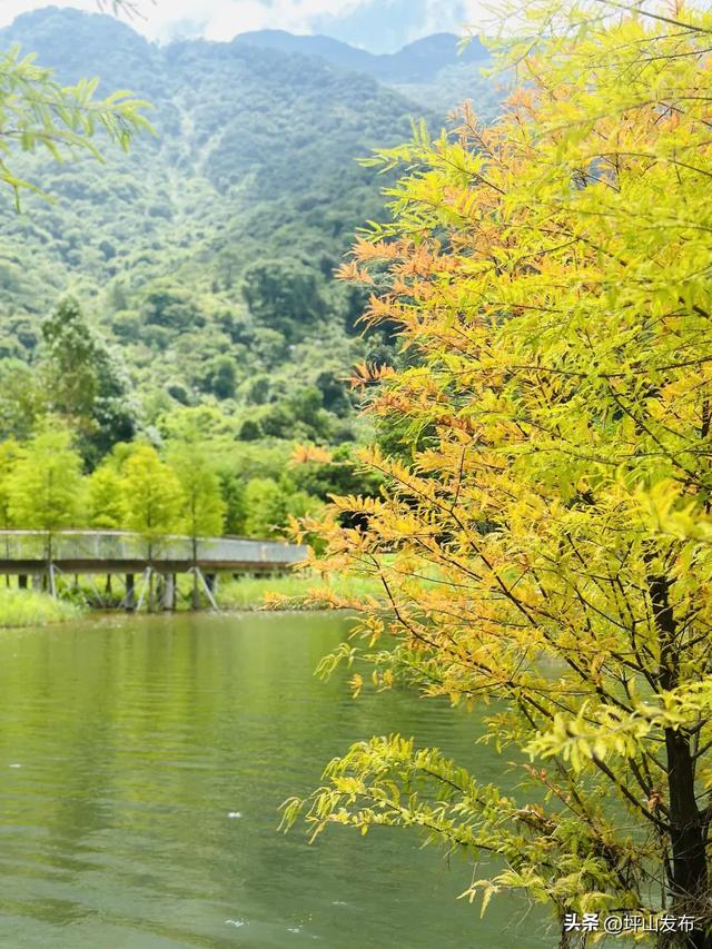 看完你的 看你的,坪山这片格桑花海承包你的秋日治愈感!