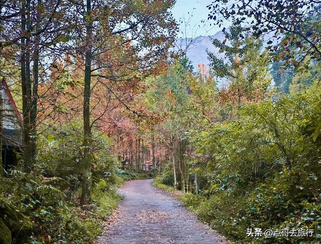 成都严重被低估的彩林徒步线路，1天轻松往返，山野壮观绚丽！