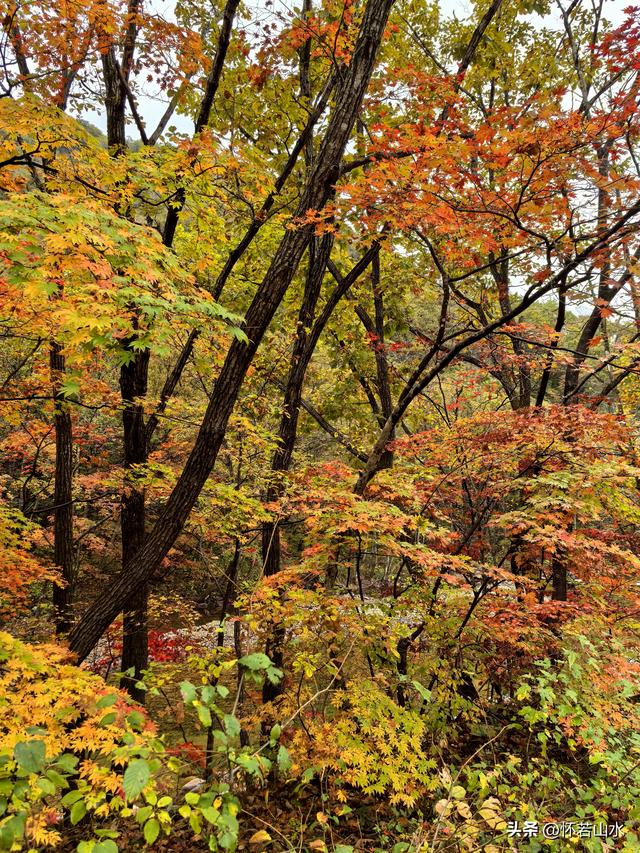 2025辽宁赏秋之旅日记(2)——游览丹东蒲石河森林公园