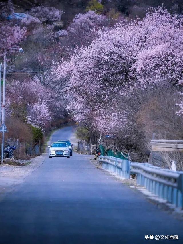西藏这个地方，即将火爆！真正定义了什么是顶级春色！