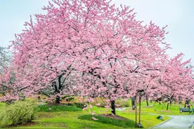 后天开园，东湖樱花园最新实拍！图片