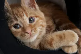 养猫知识：猫咪尿血尿频但尿不多怎么办图片