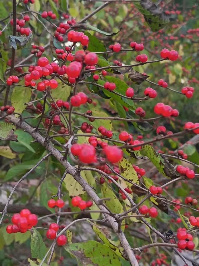 美美Sunday ~赏临港湿地秋景！