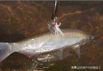 钓鱼时，鱼断线后，鱼钩挂在鱼嘴上跑了，鱼会怎么样呢？