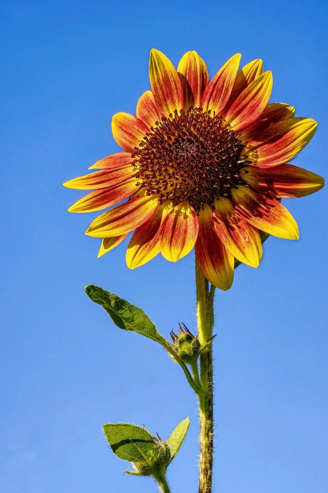 奥森赏葵花