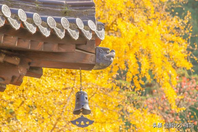 终南禅韵 金色千年！古观音禅寺银杏迎最佳观赏期