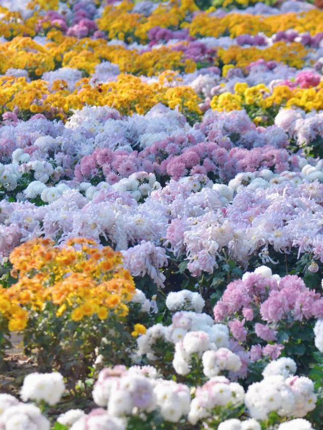 冬日限定！金堂这片花海，太美了！