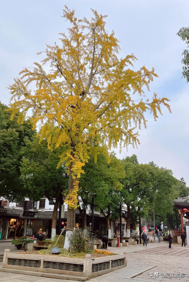 周末去打卡丨“杏”会！颜值高峰来了！