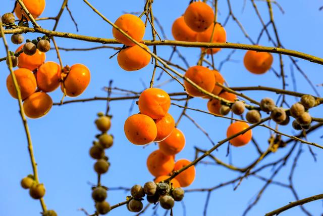 陕西宜君初冬：满枝红柿 一径清甜