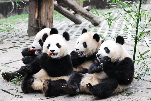 2025“China Travel·探馆中国——国际主播网红解码宝藏四川”活动即将启动