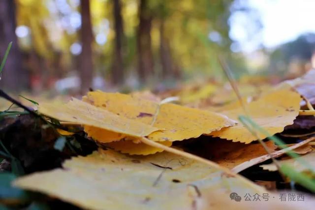 【图观陇西·新视角】陇西菜子四零四：白杨金黄 秒入油画