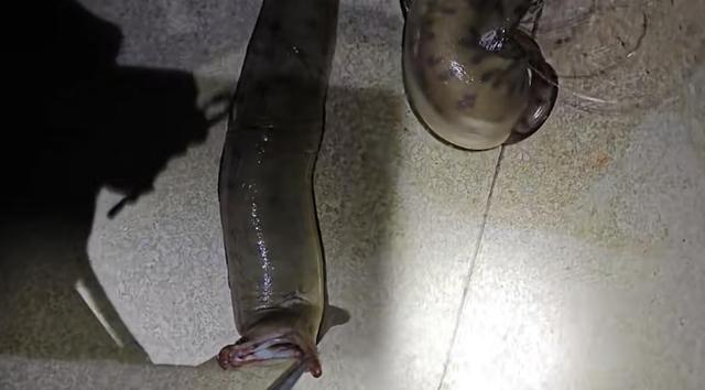 大恐怖？广东男子夜钓连钓3条大油锥！网友：收竿！水下有腐尸！