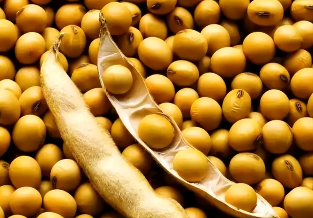 3天狂买160万吨，美国大豆比巴西大豆每吨贵600元	，中国的考量精明吗？