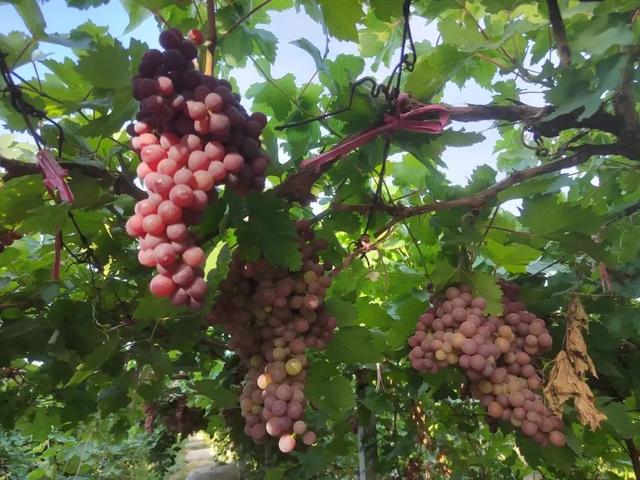 甜蜜来袭！济南这里夏日果缤纷，开启采摘狂欢！