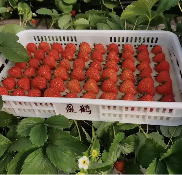 预告丨“沪派江南-复兴市集”开市啦！本周六一起来逛吃玩