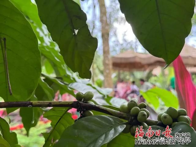 省媒看定安丨定安：擦亮“咖啡+美景”县域旅游新名片