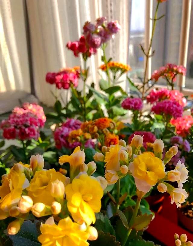 北京一太太因“酸奶杯养长寿花小苗”走红网络，省钱又治愈	，牛