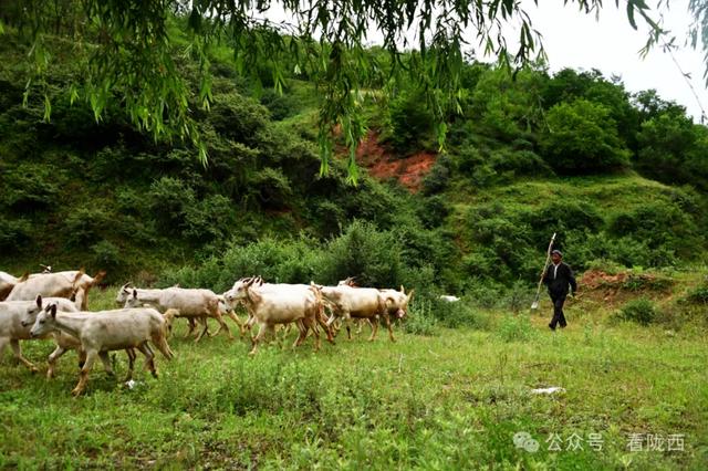 【图观陇西·新视角】陇西县碧岩镇：天然氧吧中的生态文旅新体验