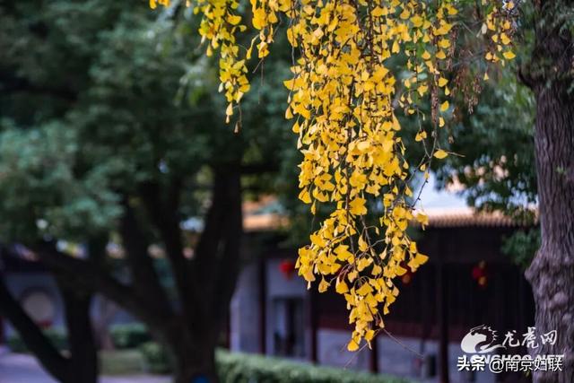 “含金量”渐满～南京的浪漫藏不住了！