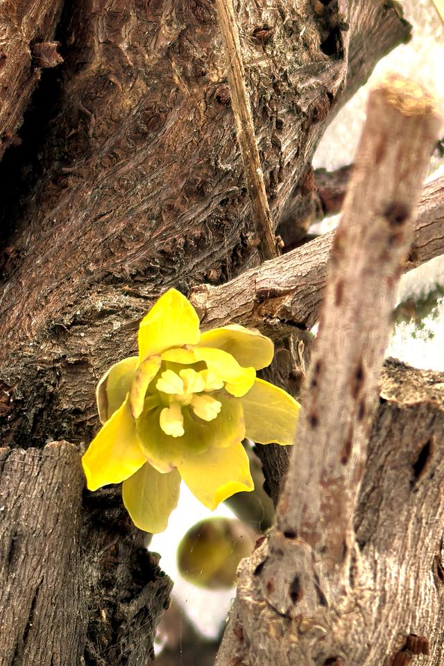 超惊喜——你想要的踏雪寻梅，安排！