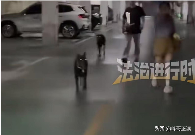 丹阳杜宾犬最新后续：网友不满处理依旧炸锅，养狗人终于登门道歉