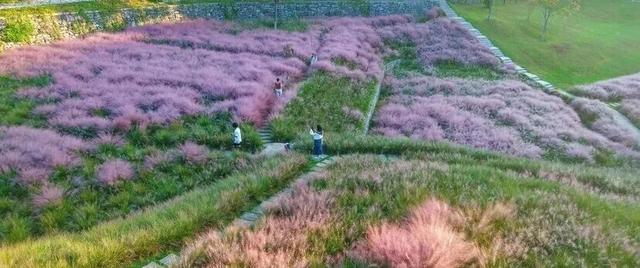 一秒圈“粉”！浙江秋天最动人的“粉色云雾”来了