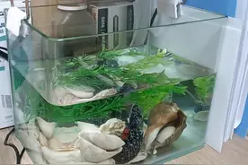 新手开缸 —— 踩坑、避坑及经验分享图片