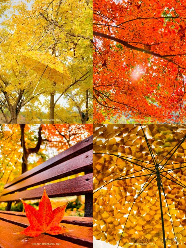 颜值巅峰的冬日秘境!上海共青森林公园,12月最值得去的免费公园