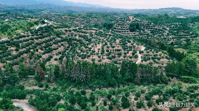 走，去韶关果园吃沙田柚！