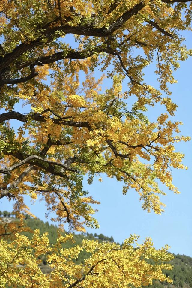 济南的这些千年银杏树美得正当时,最后“黄金期”快去打卡!