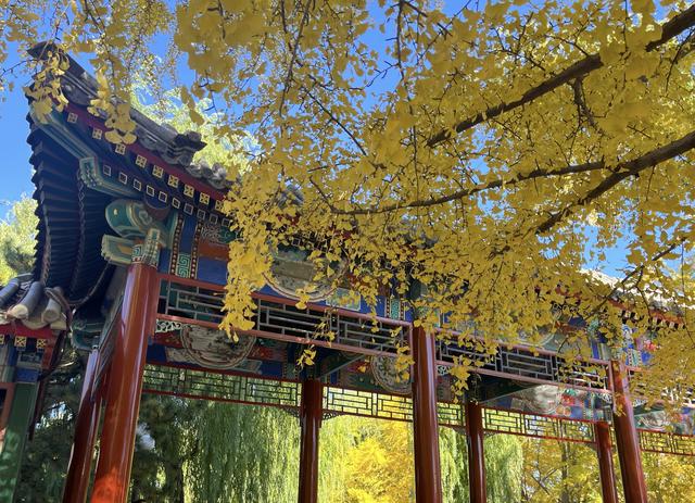 人间满目皆清欢，唯有银杏不负，秋金灿灿的银杏叶，金灿灿的海洋