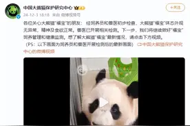 中国大熊猫保护研究中心：经饲养员和兽医初步检查，“福宝”体态外观无异常，精神及食欲正常图片