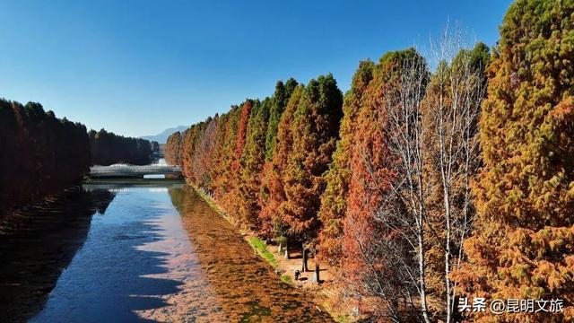 冬日“油画”火出圈！昆明这片大清河水杉林成打卡热点