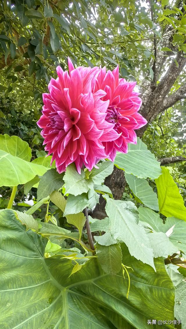 柴米油盐调味诗与远方，抚仙湖那一抹红
