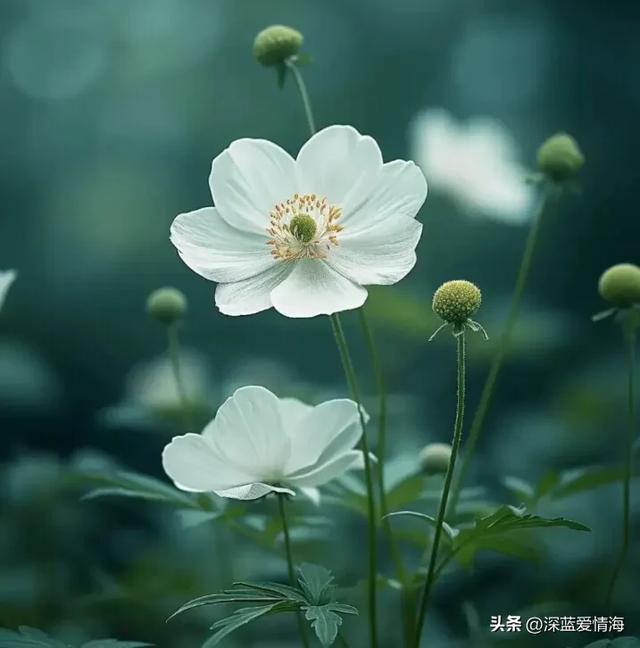 人若愚蠢，一看便知	，愚蠢的人，往往有这三个明显特征！