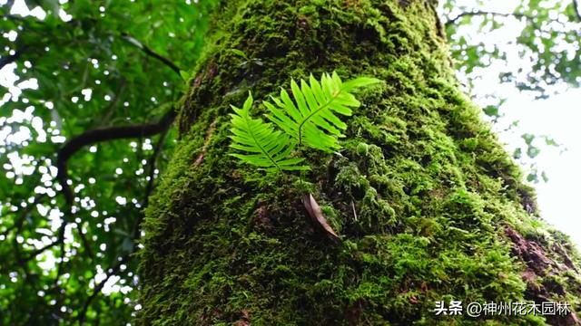 揭开龙陵古城山神秘面纱：层峦间藏着的世界级自然奇观