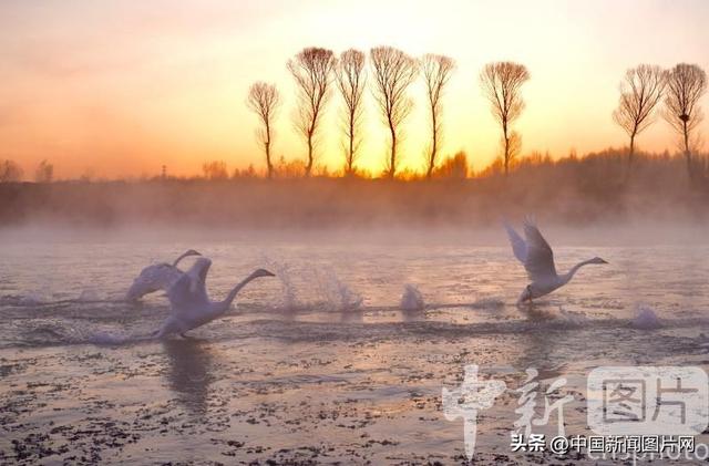 辽宁朝阳：冬季到天鹅湾看天鹅